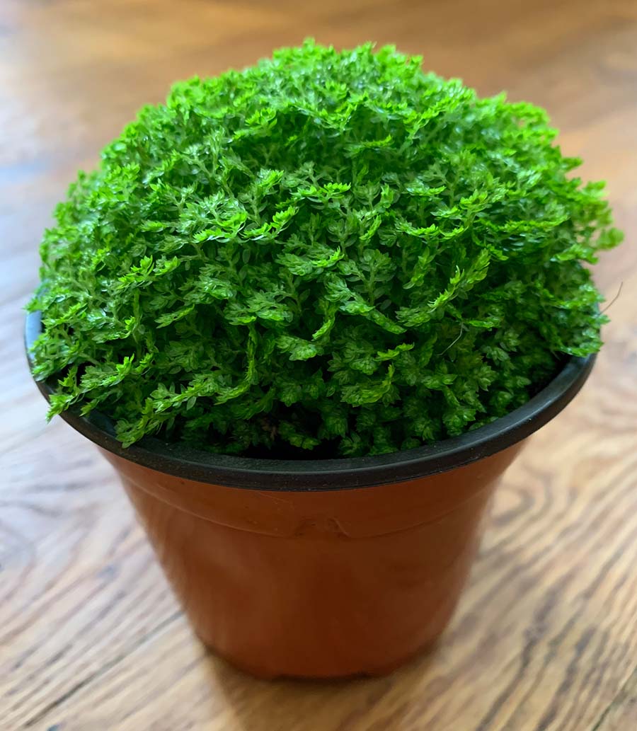 Soleirolia soleirolii Soleirolia soleirolii