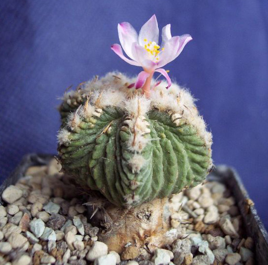 gepfropfter Aztekium ritteri auf jusbertii mit Blüte gepfropfter Aztekium ritteri auf jusbertii mit Blüte