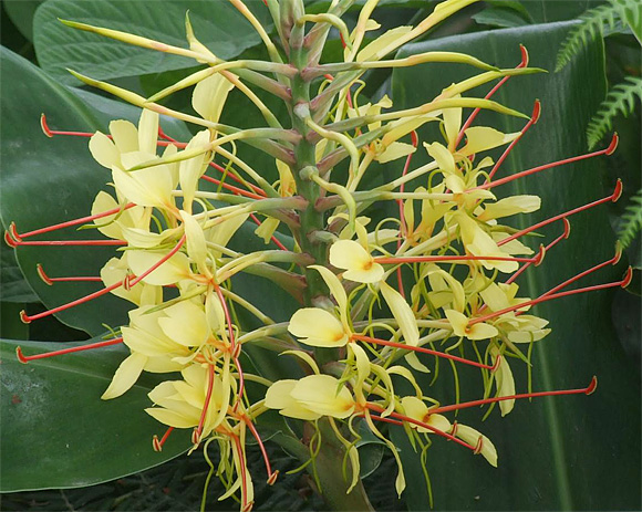 Hedychium gardnerianum