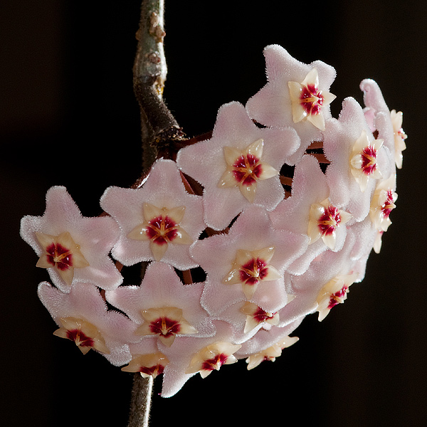 Hoya carnosa