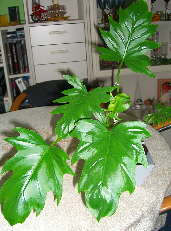 Philodendron warszewiczii Philodendron warszewiczii