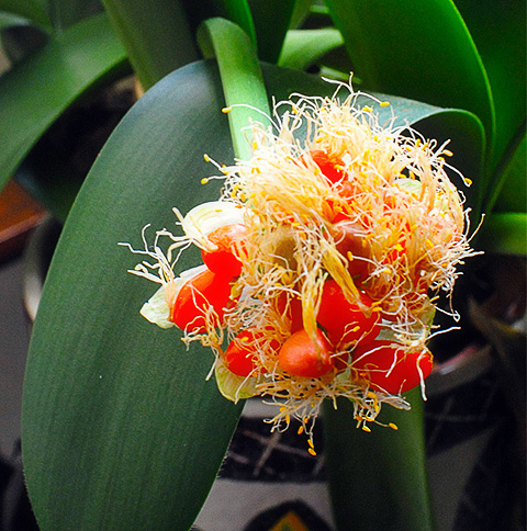 Die Früchte der Haemanthus albiflos