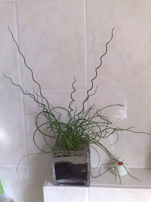 Juncus effusus 'Spiralis'
