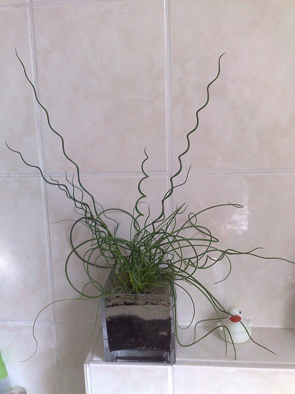 Juncus effusus 'Spiralis'