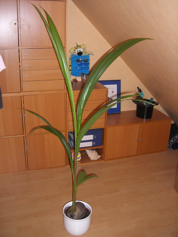Cocos nucifera Cocos nucifera