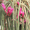Aporocactus flagelliformis