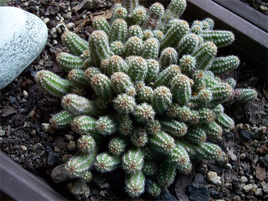 Chamaecereus silvestrii Chamaecereus silvestrii