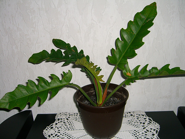 Philodendron stenolobum × selloum