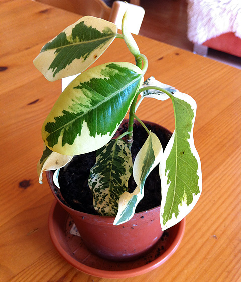 Ficus rubiginosa 'Variegata'