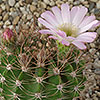 Acanthocalycium violaceum