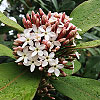 Acokanthera oblongifolia