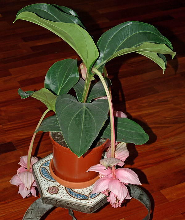 Medinilla magnifica