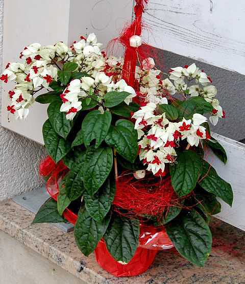 Clerodendrum thomsoniae Clerodendrum thomsoniae