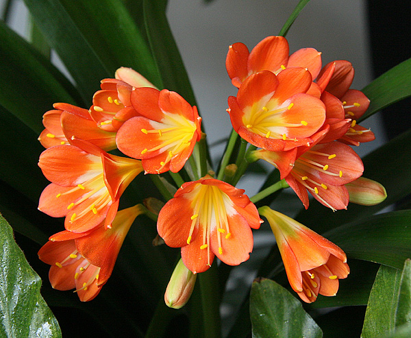 Die Blüte der Clivia miniata