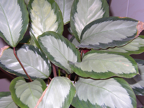 Calathea picturata 'Argentea'