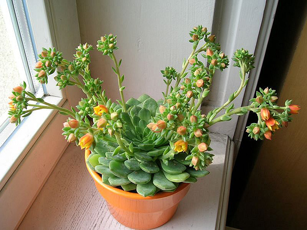 Echeveria setosa