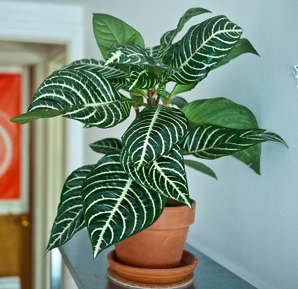 Aphelandra squarrosa