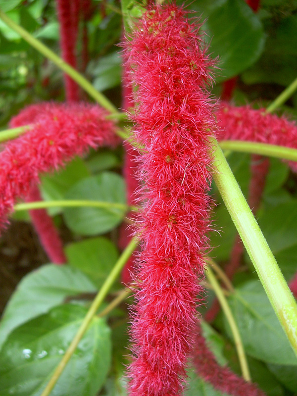 Acalypha hispida Acalypha hispida