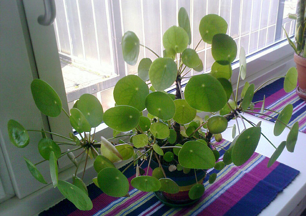 Pilea peperomioides