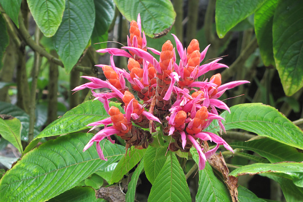 Aphelandra sinclairiana Aphelandra sinclairiana