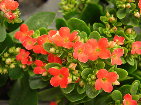 Kalanchoë blossfeldiana Kalanchoë blossfeldiana
