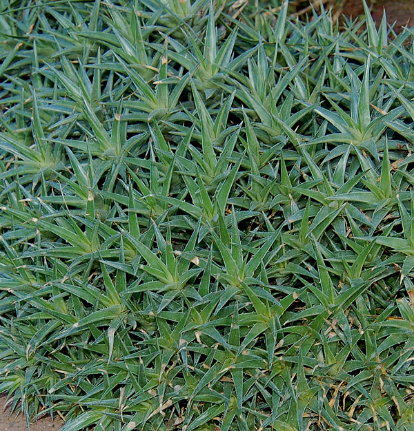 Abromeitiella brevifolia