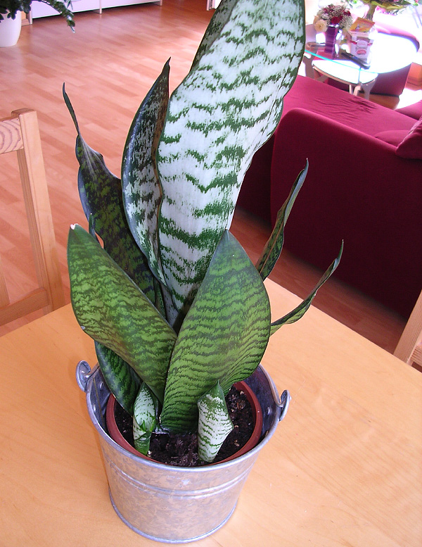 Sansevieria trifasciata