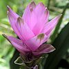 Curcuma alismatifolia