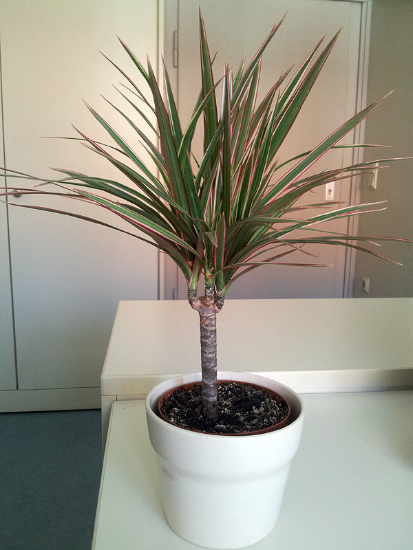 Dracaena marginata 'Tricolor' Dracaena marginata 'Tricolor'