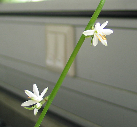 Die Blüte der Chlorophytum comosum Die Blüte der Chlorophytum comosum