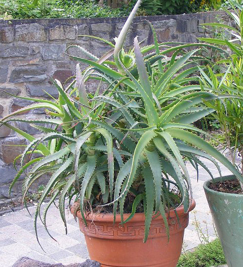 Aloë arborescens Aloë arborescens