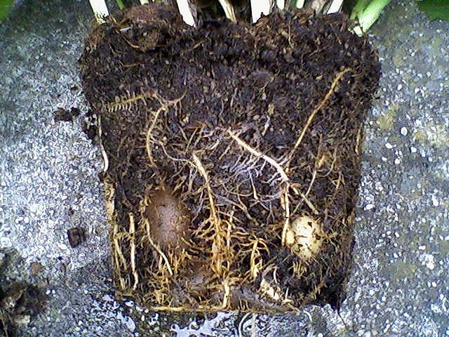 Calathea musaica Calathea musaica