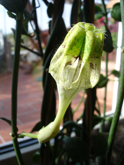 Ceropegia radicans ssp. smithii