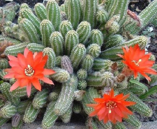 Chamaecereus silvestrii Chamaecereus silvestrii