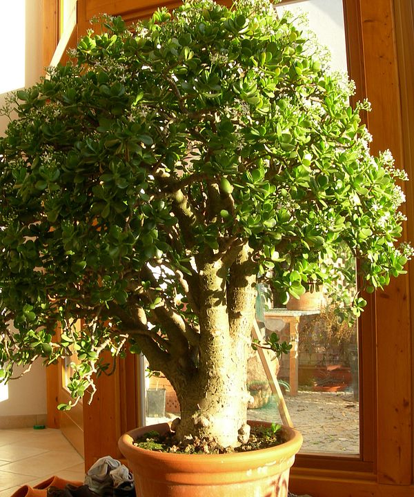 Crassula ovata Crassula ovata