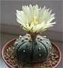 Astrophytum asterias