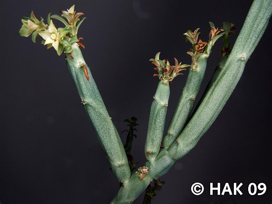 Euphorbia pteroneura Euphorbia pteroneura