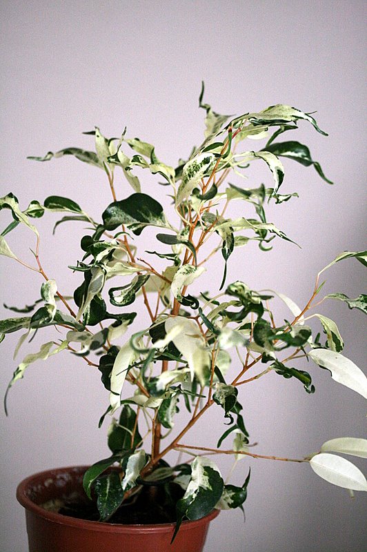 Ficus benjamina 'Curly'