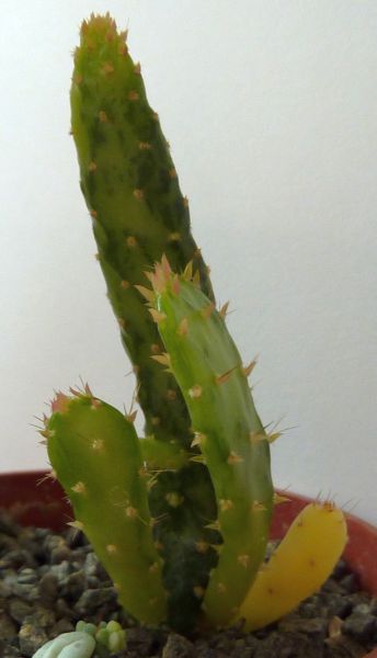 Opuntia monacantha