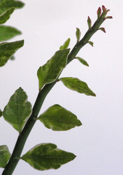 Pedilanthus tithymaloides Pedilanthus tithymaloides