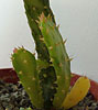 Opuntia monacantha