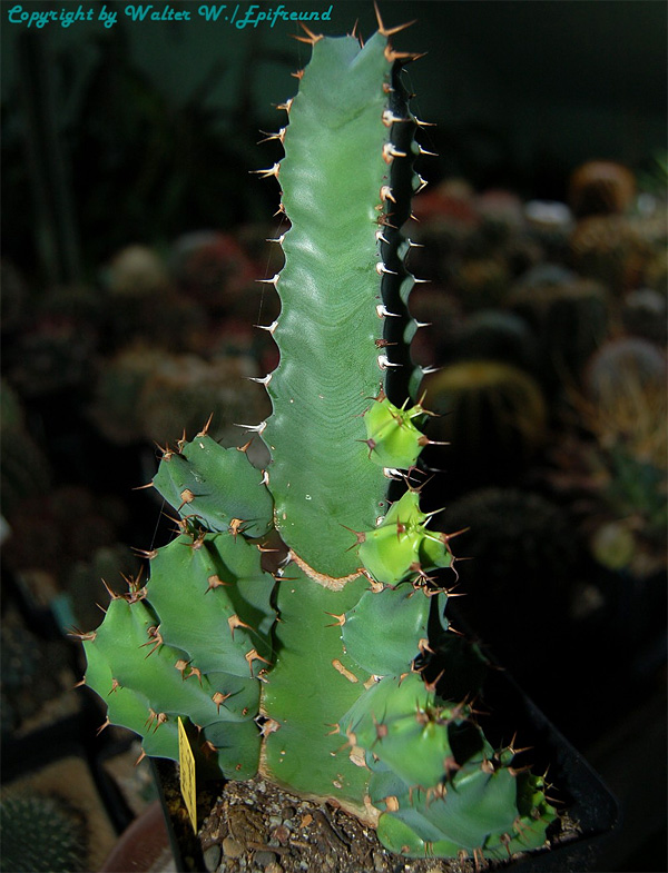 Euphorbia resinifera