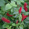 Acalypha reptans