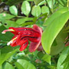 Aeschynanthus tricolor