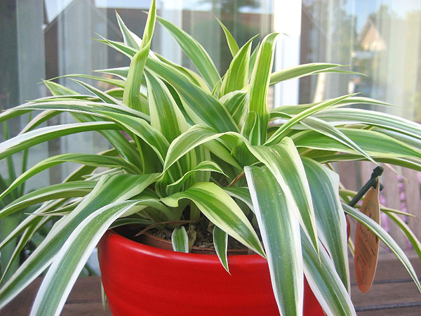 Chlorophytum comosum 'Bichetii' Chlorophytum comosum 'Bichetii'