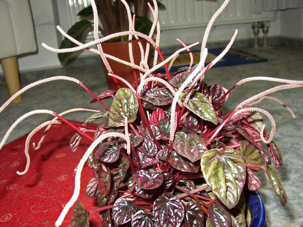 Peperomia caperata 'Red Luna' mit Blüten Peperomia caperata 'Red Luna' mit Blüten