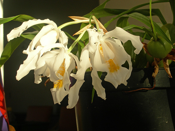 Coelogyne cristata