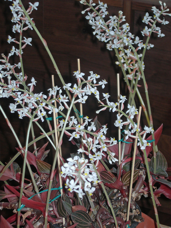 Ludisia discolor Ludisia discolor