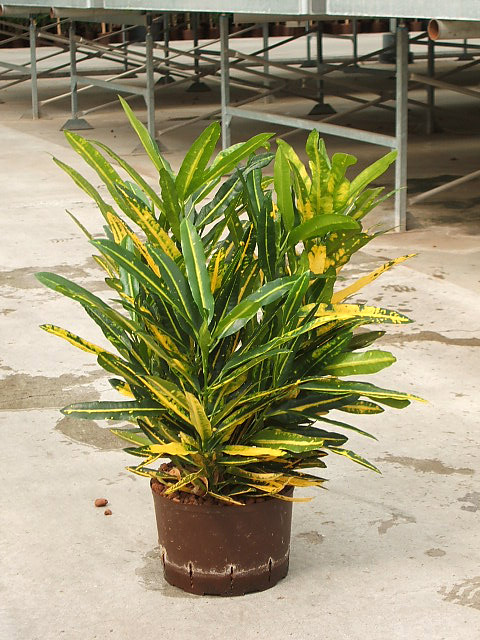 Codiaeum variegatum 'sunny star'