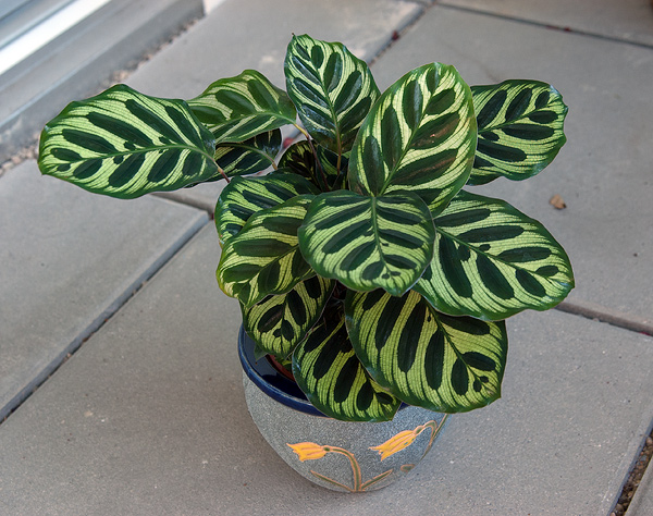 Calathea makoyana Calathea makoyana